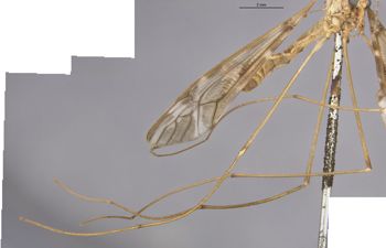 Media type: image;   Entomology 10301 Aspect: Leg